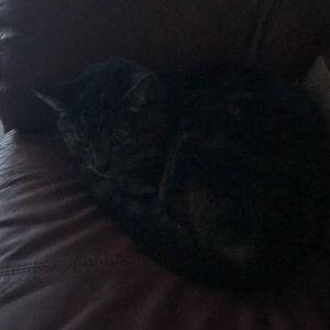 Meet your Posher, Ann